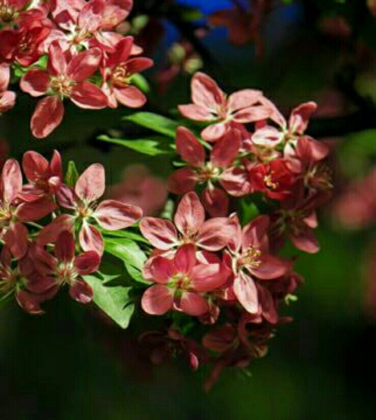 白菜炒猪肉,爸爸回来了么么你好意思