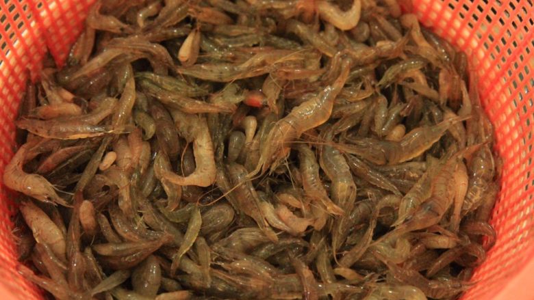 辣炒河虾,河虾清洗干净,去杂质,捡去死虾