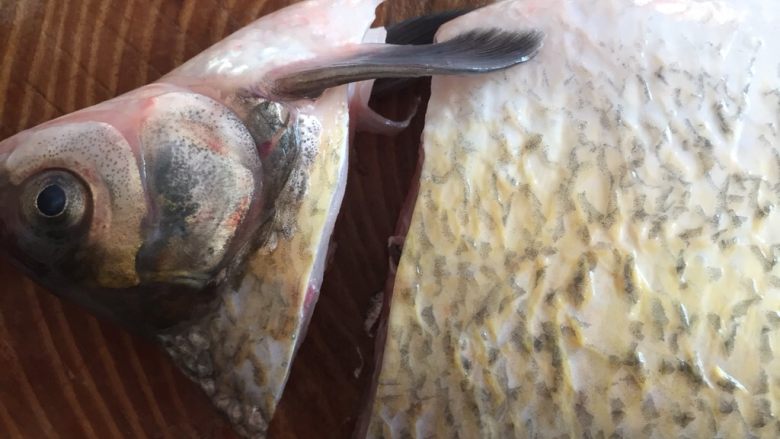 孔雀开屏富贵鱼,切掉鱼头