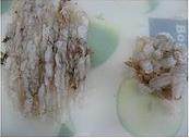 虾饺皇,将2/3的的虾肉用刀背拍成泥,1/3切成丁;
