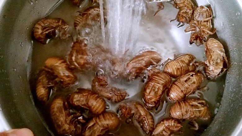 香酥蝉蜕 ,蝉蜕过水洗净，控干水。