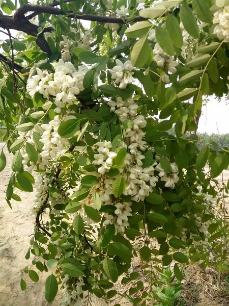 做饼+槐花塌子,每年这个时候槐花正当季。