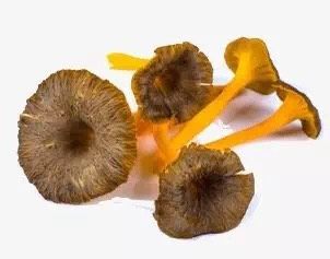 丨近期流感高发，要常喝这种菌菇汤哦！,【做法】：
1、茶树菇买回来用水泡30分钟这样（它们的味道很重，所以煮汤前一定要多洗几次，适当的泡去一些味道），然后洗净去掉根部。其余材料简单清洗一下即可；
2、将<a style='color:red;display:inline-block;' href='/shicai/ 107'>鸡</a>块洗净飞水（放入凉水中，大火煮开沸滚1~2分钟，然后捞出来沥干水待用）；
3、将处理好的<a style='color:red;display:inline-block;' href='/shicai/ 107'>鸡</a>肉、茶树菇以及清洗好的<a style='color:red;display:inline-block;' href='/shicai/ 2470'>红枣</a>、<a style='color:red;display:inline-block;' href='/shicai/ 601'>无花果</a>一起入汤锅，放两片<a style='color:red;display:inline-block;' href='/shicai/ 37'>姜</a>进去；
4、倒入适量的清水，按每人大概2碗水计算，盖好锅盖，大火煮开后用小火慢煲1.5至2小时；
5、出锅前5分钟加<a style='color:red;display:inline-block;' href='/shicai/ 673'>枸杞</a>和盐调味即可。