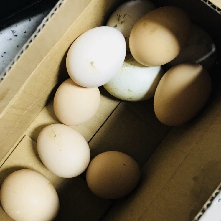 三人份汤面,突击的蛋😄