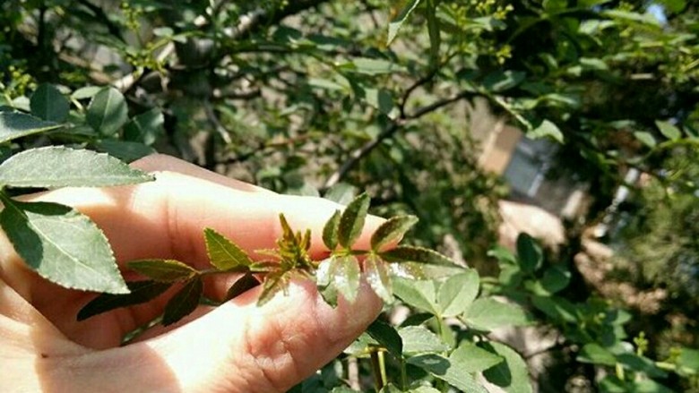 香脆花椒叶,门口的花椒树，在春夏之交的时候生出许多的嫩芽叶。