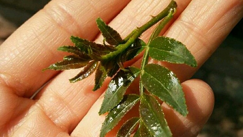 香脆花椒叶,看花椒嫩芽叶就是长这个样子,上面有些小刺儿,不过没关系,这些刚生出的小刺儿是软的。