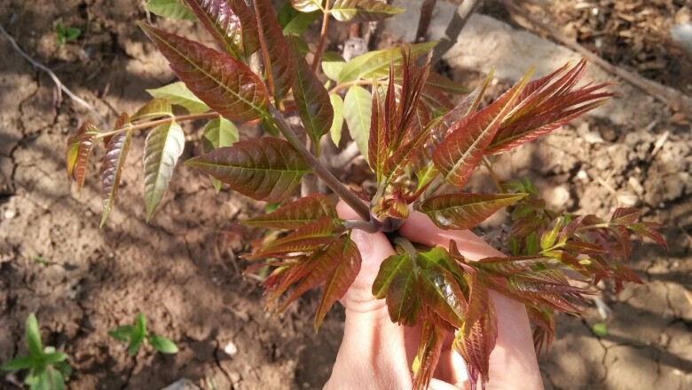 香椿拌豆腐,自家种的香椿,摘取新鲜的嫩芽。