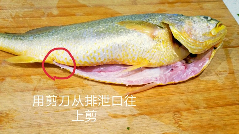 香辣黄花鱼,用大剪刀剪开鱼肚,去掉内脏,鱼鳃和黑膜。洗干净。