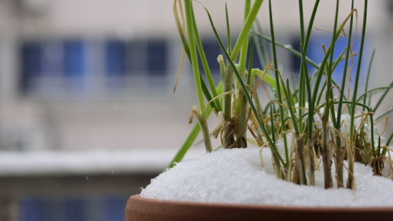 下大雪，熬猪油，包馄饨