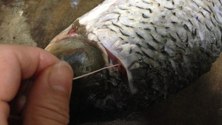 砂锅鱼炖豆腐,左手揪住小点,慢慢拽出,同时右手用刀平拍鲤鱼帮助取出腥线,两面都要这么做
