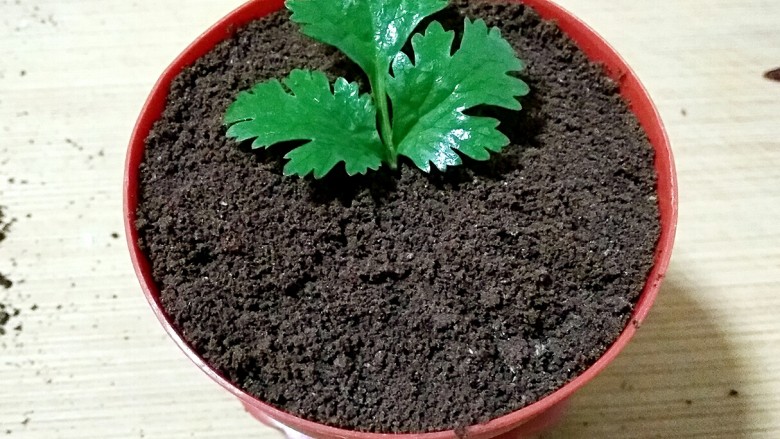 盆栽酸奶能量杯,插上香菜叶(或者插其他绿植也可以,有什么用什么就好)装饰一下