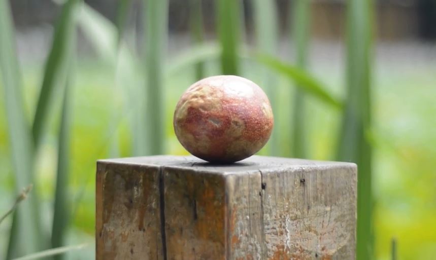 一分钟学会百香果新技能，百香果这么吃才够味！