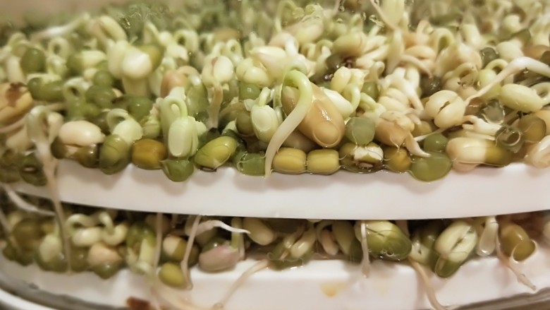 绿色食品\在家就能涨豆芽\香辣凉拌绿豆芽,一顿炒一层就可以了
