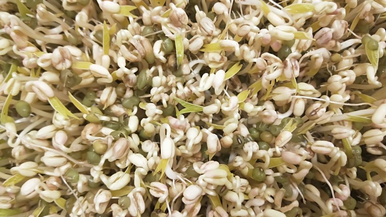 绿色食品\在家就能涨豆芽\香辣凉拌绿豆芽,打开盖子拔豆芽了。
