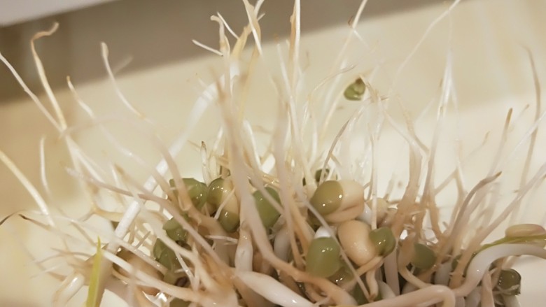 绿色食品\在家就能涨豆芽\香辣凉拌绿豆芽,其实不剪更营养。