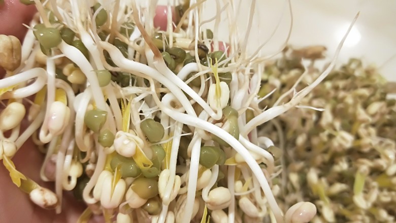 绿色食品\在家就能涨豆芽\香辣凉拌绿豆芽,要轻轻的一把一把的拔出,自己生的绿豆有根,要用剪刀剪掉根部。