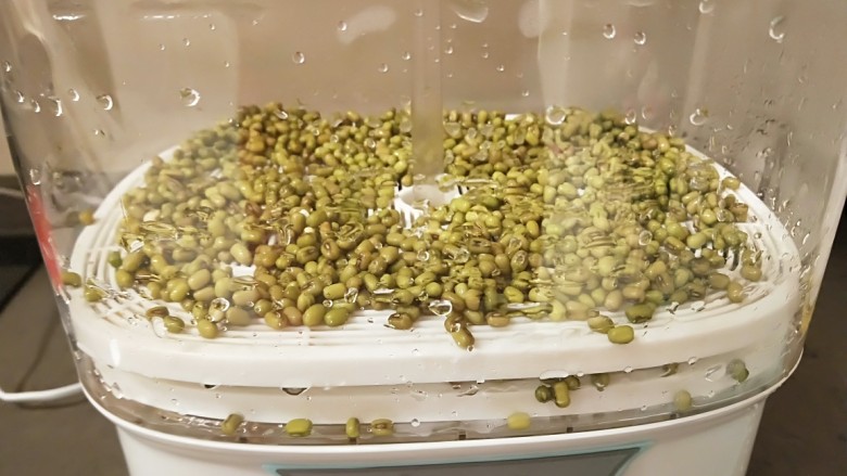 绿色食品\在家就能涨豆芽\香辣凉拌绿豆芽,第二层撒上一层绿豆。
