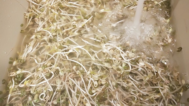 绿色食品\在家就能涨豆芽\香辣凉拌绿豆芽,绿豆芽放入水池清洗,捞出豆豆。