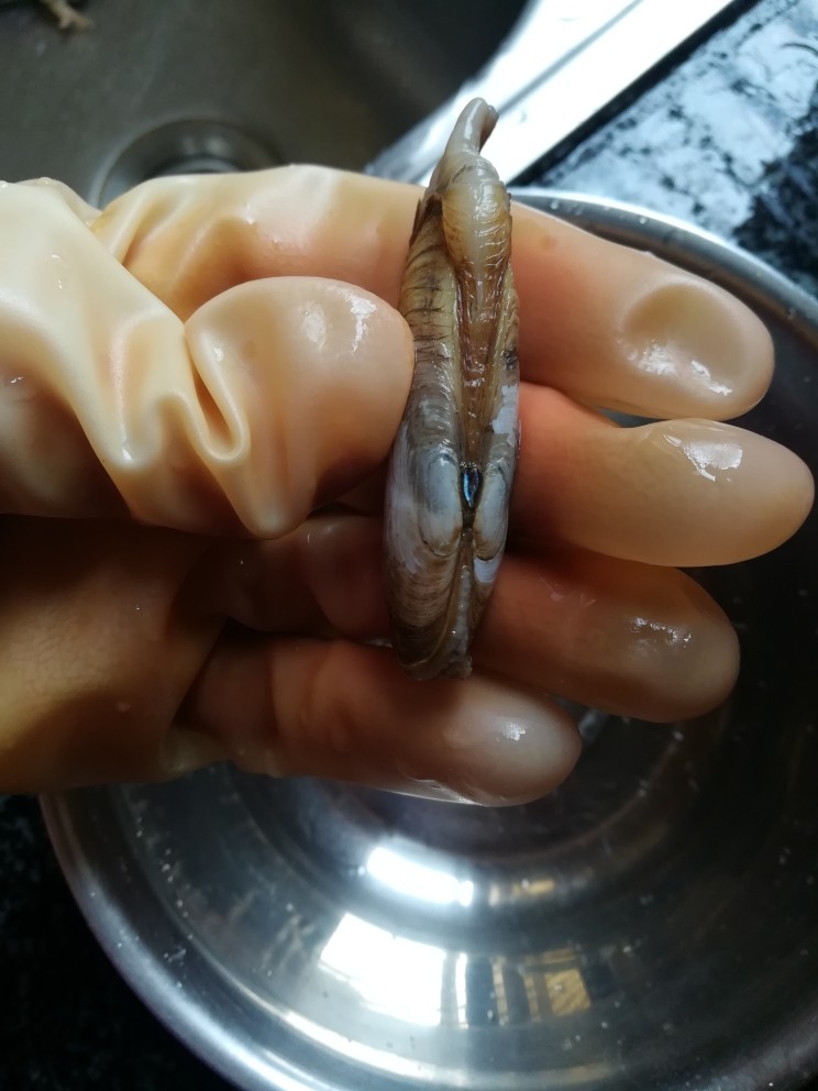豆腐葱花蛏汤,用刀或者蛏本身轻轻划一下,那个黑色的就打开了,如图。