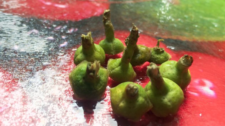 冰糖炖柠檬🍋,又来卖个萌,哈哈