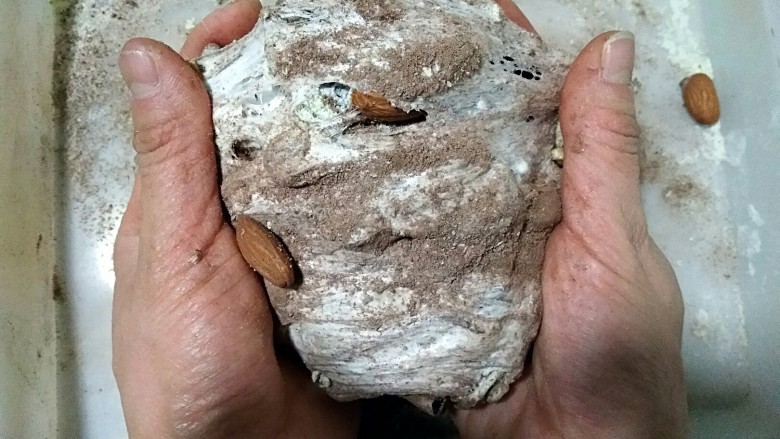 雪花酥――牛轧糖plus(无黄油棉花糖微波炉版),用图示手法(两端向下掰),将各种食材揉匀。