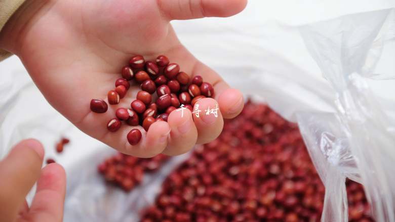 红豆沙洗沙馅 纯正细腻香甜豆沙馅做法,称取<a style='color:red;display:inline-block;' href='/shicai/ 128919'>小红豆</a>500克……哎?这是谁的小手入镜了啊……哈!你这小家伙来凑热闹了啊?你要帮我呀?好,谢谢,谢谢!