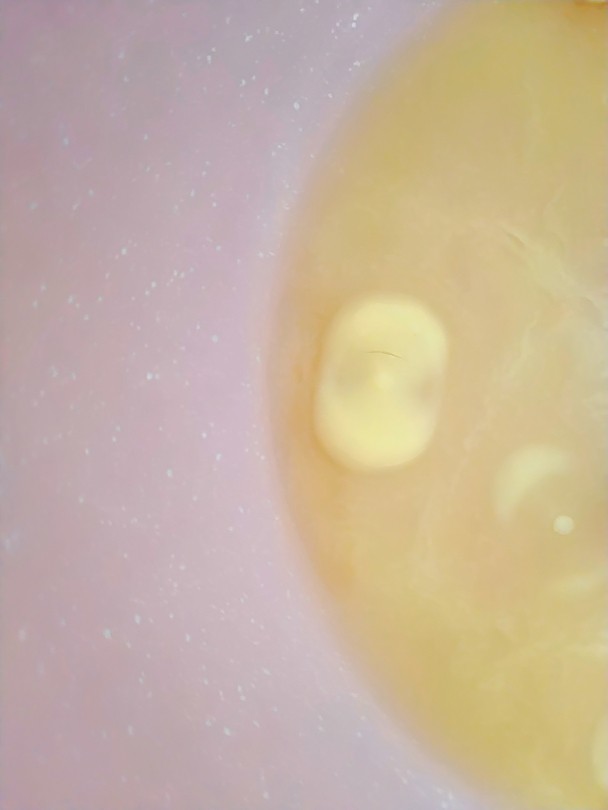 过年智胜熊孩子利器☞美味棒棒糖，家庭快手制作,小火融化黄油。