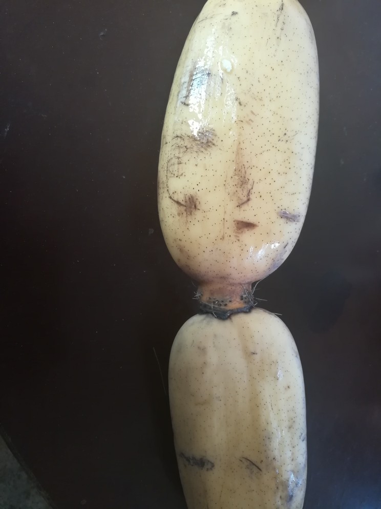 请客最hold住场面的凉菜，凉拌莲藕,莲藕，据说细长的口感更好哦，我喜欢像这样肥胖的，哈哈。