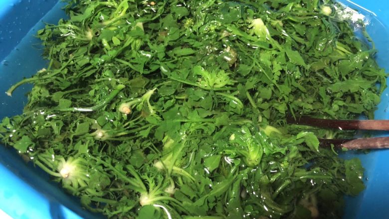 荠菜春卷,烫软后马上捞出来,放在事先准备好的冷水里浸泡冷却。