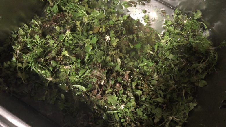 荠菜春卷,水池里放水,荠菜放进去浸泡一会。