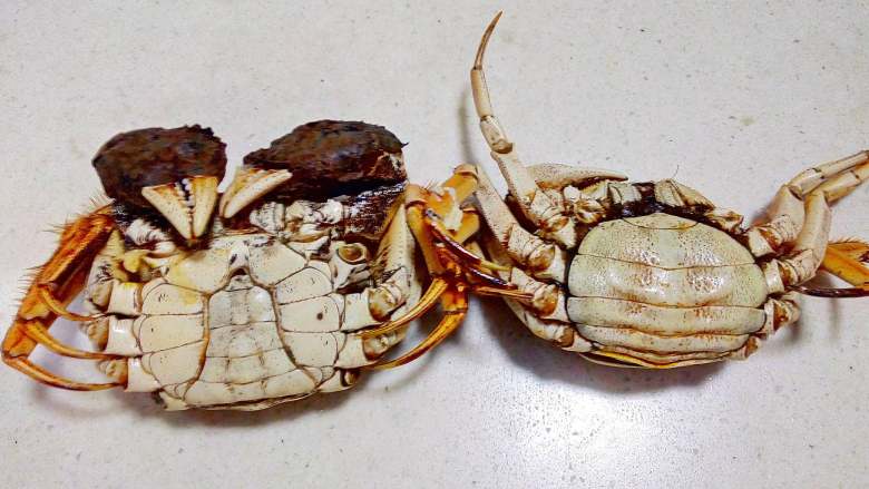 年味~蟹粉狮子头,活蟹两只,蒸熟。