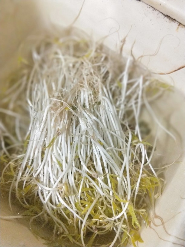 清炒银芽,豆芽用较多的水浸泡，洗去豆皮（不去掉也无妨），沥干。
建议自己栽种豆芽，不要购买无根又肥壮的不明来历豆芽，有些不明来路的豆芽是添加了无根剂、粗大剂、尿素种植出来的，即毒豆芽。
由于自种自食，就没有摘去根部。