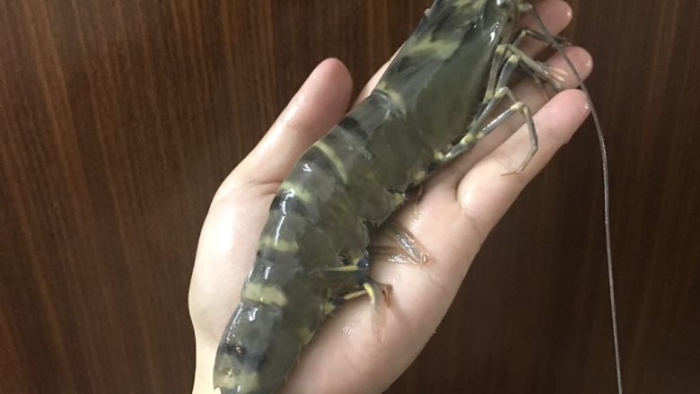 花开富贵虾,九节虾,牺牲前留个照👀