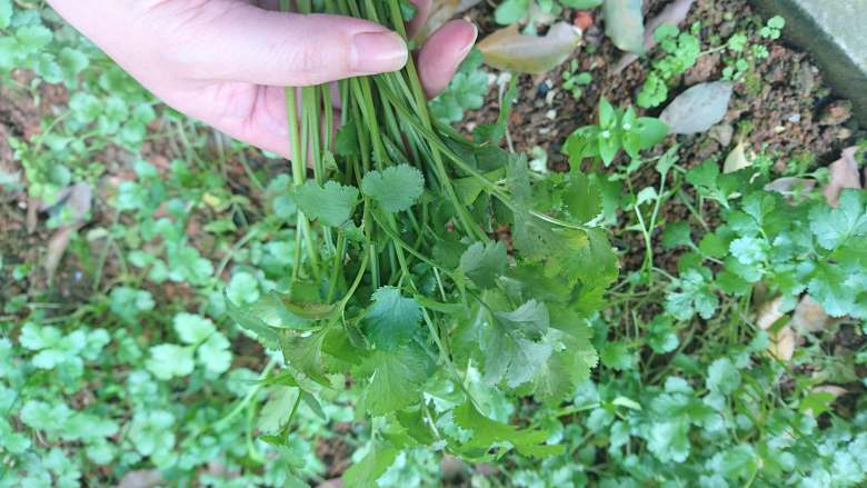 爽辣泡椒牛肉丝,采适量香菜~(或者去市场买~)