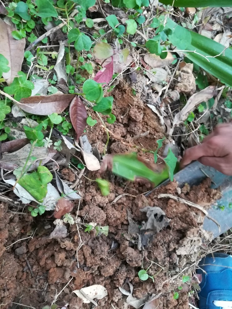 #时令菜#清香开胃的折耳根凉拌橙皮,看,这是我自己种的鱼腥草哦,它们刚刚才冒出土来,绝对是最新鲜,最纯天然的。
