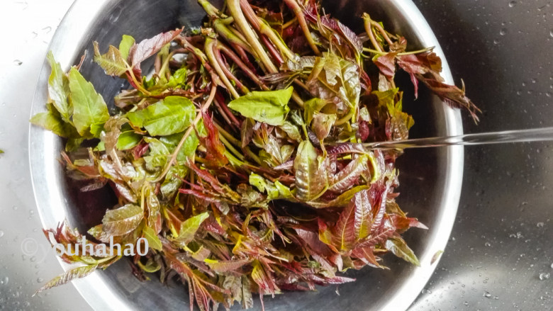 腌香椿芽,香椿芽清水中稍加浸泡、再冲洗干净,搭在网架或其他工具上晾干水分,水务必要晾干,腌渍菜不能带生水,否则易腐烂