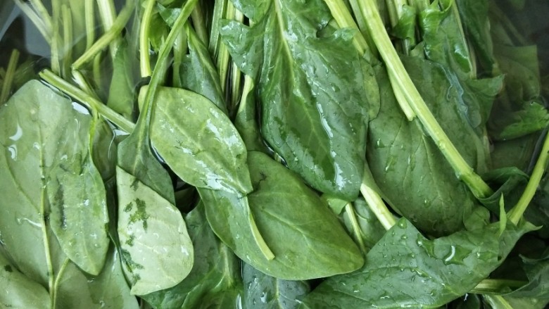 菠菜卷,新鲜<a style='color:red;display:inline-block;' href='/shicai/ 117'>菠菜</a>洗干净,洗好多少遍,洗的时候可在水里放点盐