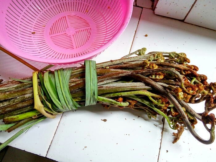 蕨菜炒腊肉,这是我买回未经加工的蕨菜。粗加工:去掉卷曲的芽尖和底部因釆摘而折伤发黑的伤口部分。