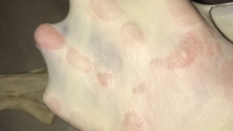 椰蓉排包,揉到面团可以拉出薄膜,即可。