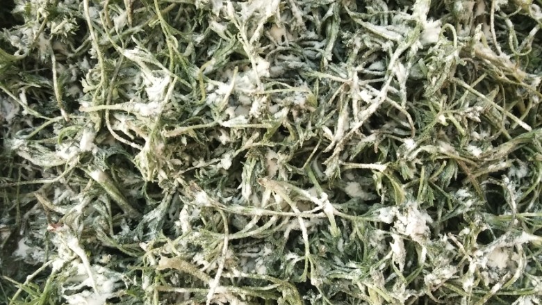 白蒿拌面菜,确定水份沥干后，抹布上平铺一层白蒿，洒一层面粉，面粉抖开洒，面粉可多放点