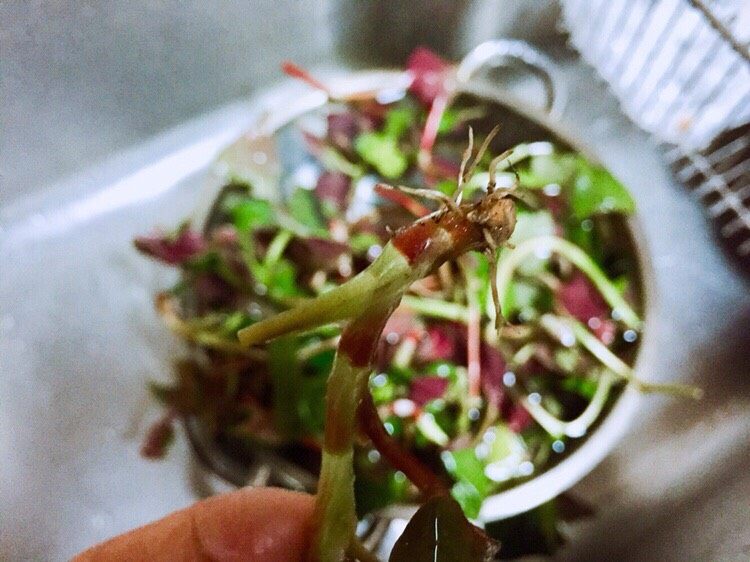 春季野菜~开胃酸辣折耳根(叶),有部分根须泥土需洗净