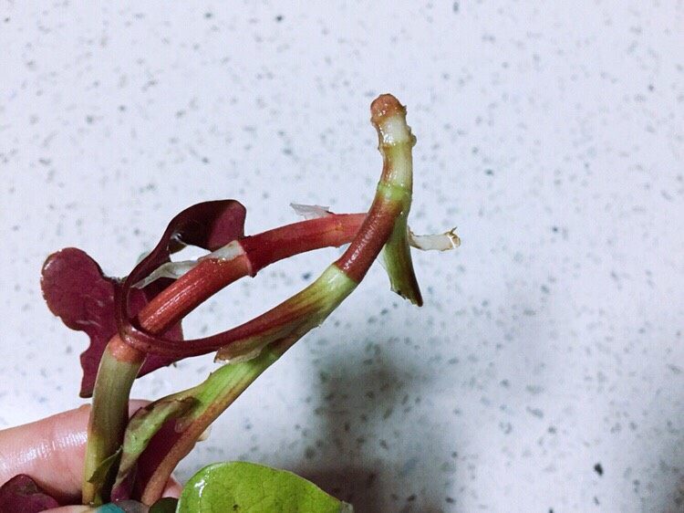 春季野菜~开胃酸辣折耳根(叶),去掉根须泥土