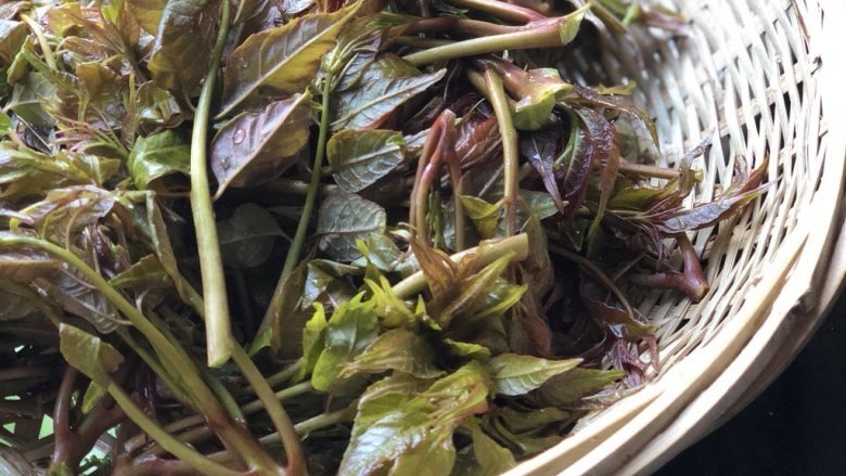 香椿拌海蜇,香椿嫩芽洗干净,沥水。