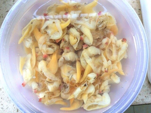 白玉菇蒜苔炒蚬子肉,去掉内脏,清洗干净