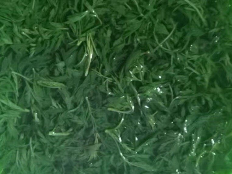 蒿子粑粑,锅里烧开水,将蒿子汆烫后捞出过凉水,再挤干水分切碎,或是料理机打得更细碎