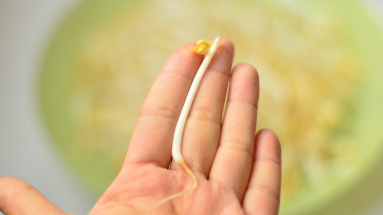 自制绿豆芽,手指头的长短,长的还算结实