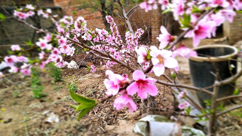 美人面~桃花🌸小食,鲜桃花🌸。