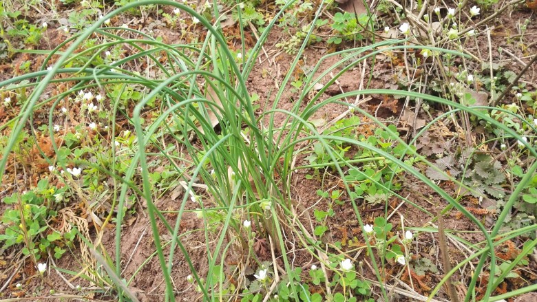 蚕豆炒野香葱,这就是山坡上的野香葱。