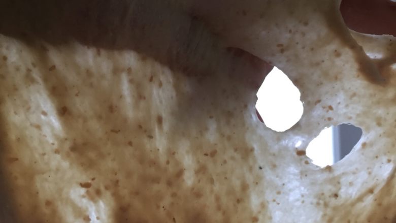 全麦核桃咖啡软欧包(液种发酵法),揉好的面团为可拉出薄膜,破壁边缘呈圆形,光滑