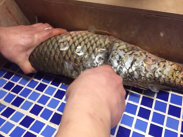 #菌类料理#白玉菇什锦鱼头汤,宰杀活鱼,去肚去腮去鱼鳞